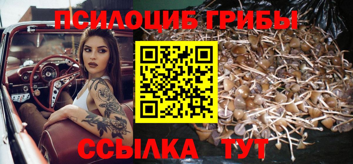 Большой Камень  Псилоцибиновые грибы Psilocybine cubensis  Вход с VPN 
